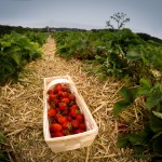 Erdbeeren selber pflücken